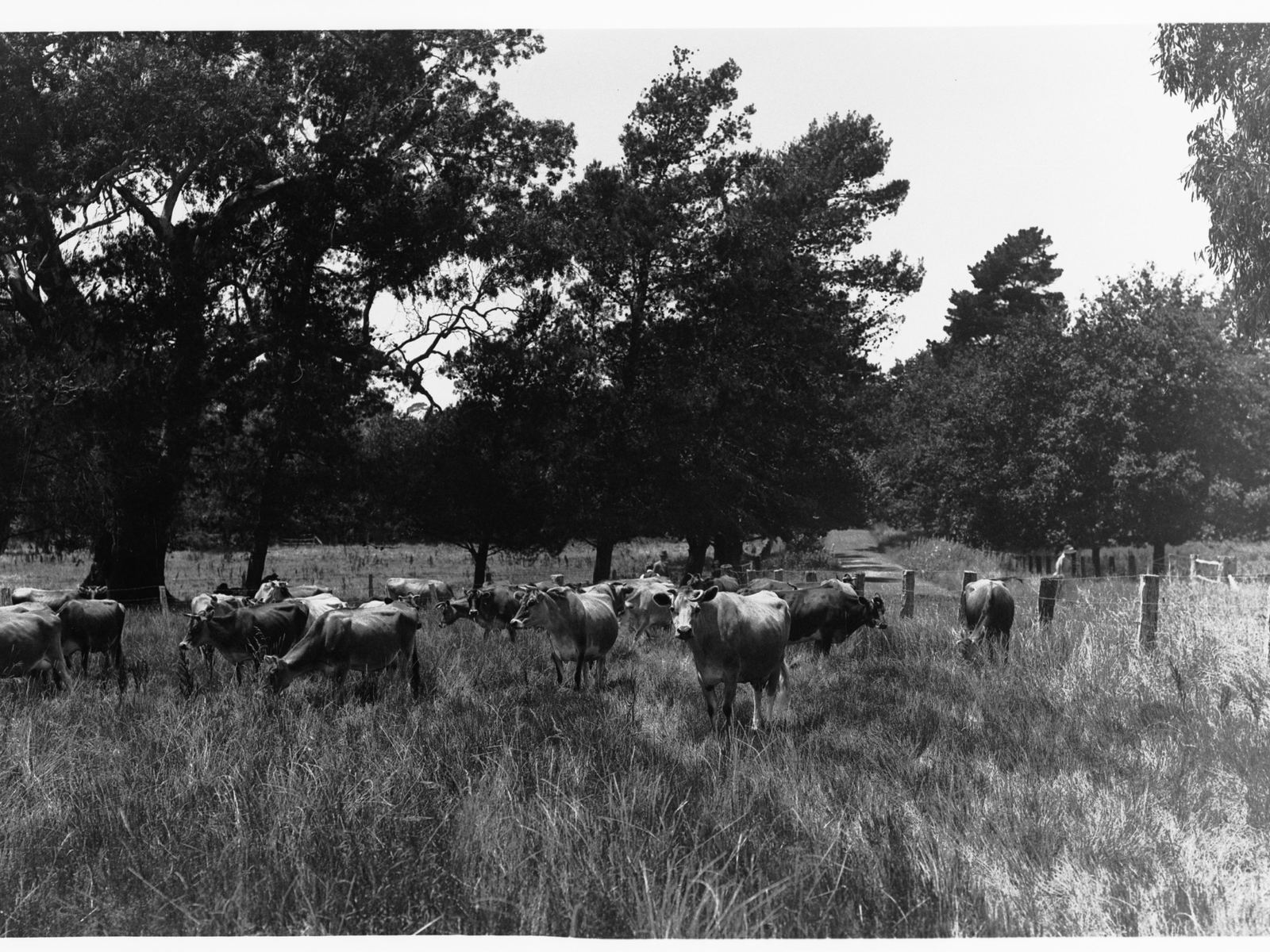 Grazing cattle.