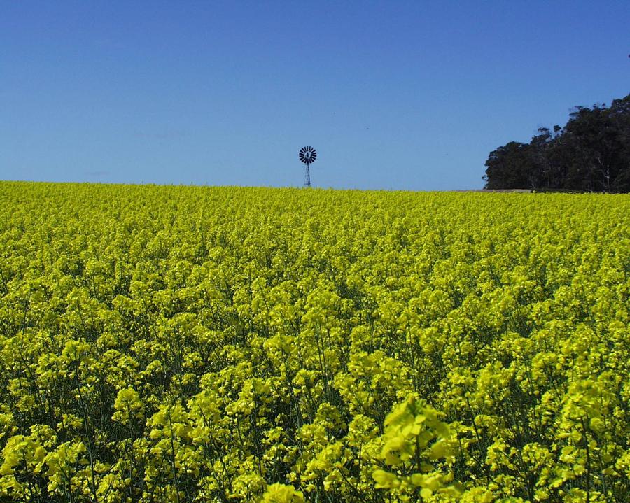Canola at Mt Barker, Western Australia